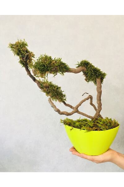 Asenya Yapay Çiçek 35 Cm Bonsai Ağacı Dekoratif Salon Iç Mekan Ofis Bitkisi S...
