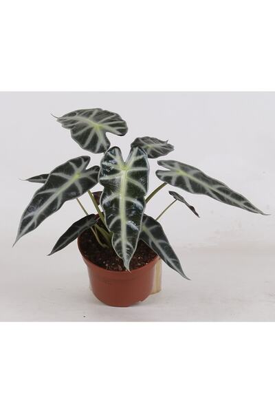 ParmiaGarden Alocasia Polly (fil Kulağı Bitkisi)