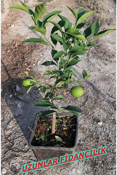 Uzunlar Fidancılık Limon Ağacı Meyveli Saksılı
