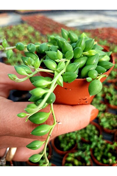 EGE GARDEN Tesbih Cicegi Beyaz Cicek Acar Kokulu 5,5 Cm Saksıda Saksılı