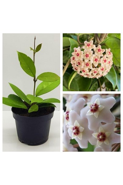 serada decor & plant Mum Çiçeği Fidesi Hoya Carnosa Mis Kokulu Beyaz 9cm Saksıda Mum Hoya Çiçeği