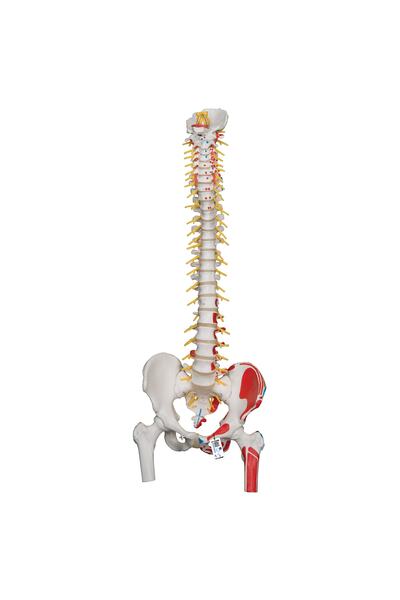 Medikal Market TR 3b Scientific Esnek Omurga Maketi, Femur Başlı Ve Kas Görün...