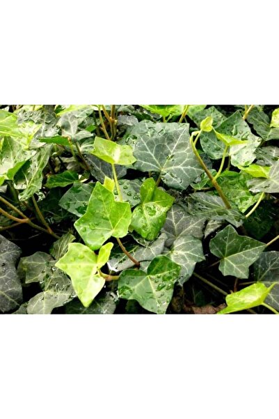 Floramut Herdem Yeşil Hedera Yeşil Duvar Sarmaşığı Fidesi-3adet-