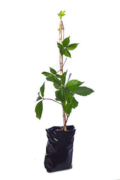 YAFShop Tüplü Amerikan Sarmaşığı Fidanı (virginia Creeper) Çit Bitkisi 80-100 Cm