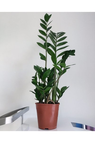 La Fleurla Zamia Bitkisi - Zamioculcas