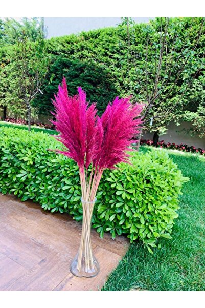 IVY Design Pembe Pampas