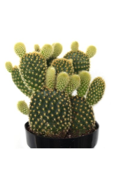 LEVANT Opuntia Microdasys Bunny Ears Kaktüs