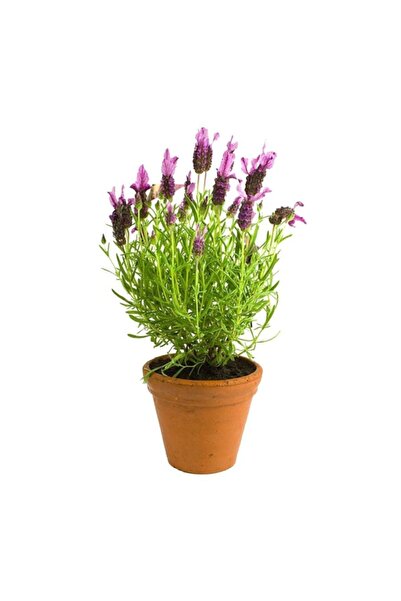 mutbirlik Saksıda Kokulu Lavanta Fidanı