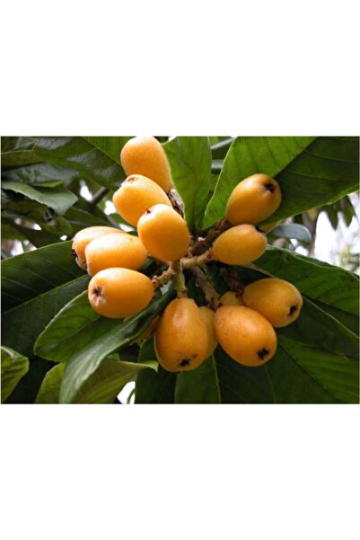 Genel Markalar Tüplü Fidan MALTA ERİĞİ (Yeni Dünya ) FİDANI(BOY 150 CM İLE 200 CM)