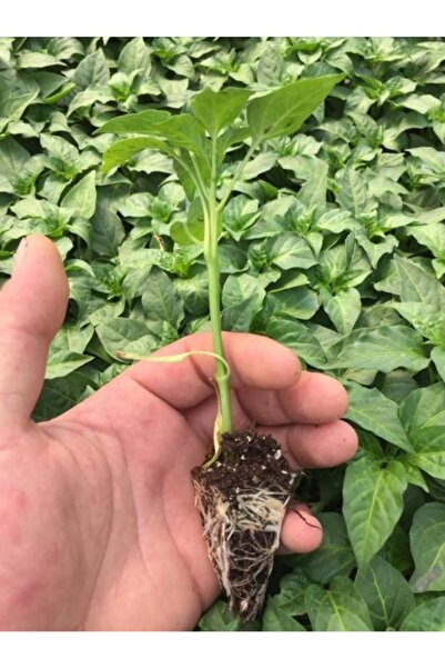 Mutlu Paket Geleneksel Sarı Yediveren Acı Süs Biberi Fidesi (5 Adet)