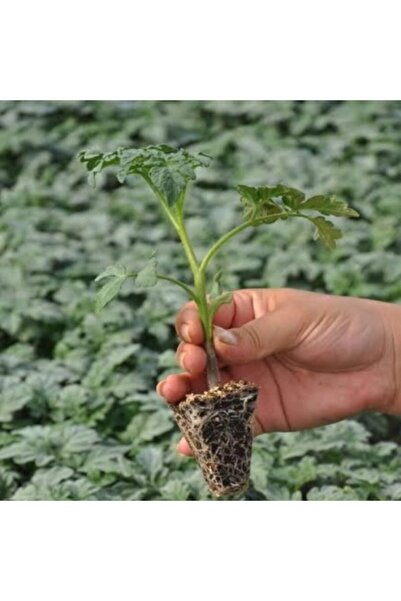 Mutlu Paket Kokulu Brandywine Pink Pembe Domates Fidesi (5 Adet)