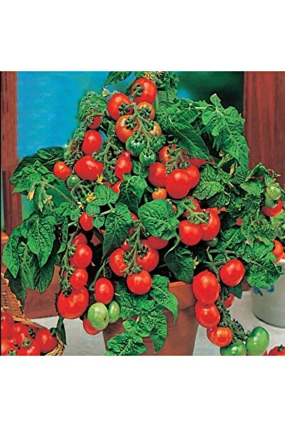 Mutlu Paket Saksılık Bonsai Çeri Domates Fidesi (5 Adet)
