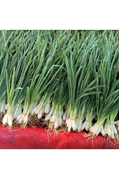 Mutlu Paket Doğal Taze Yeşil Soğan Fidesi (5 Adet)