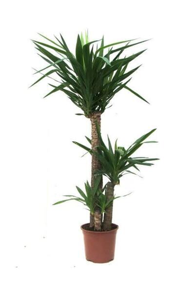 1001 Çiçek 3'lü yuka ağacı  100-120 cm