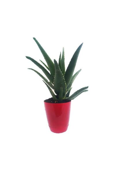 Genel Markalar Aloevera Bitkisi Dikenli 5-15cm Salon Ve Balkon Çiçeği