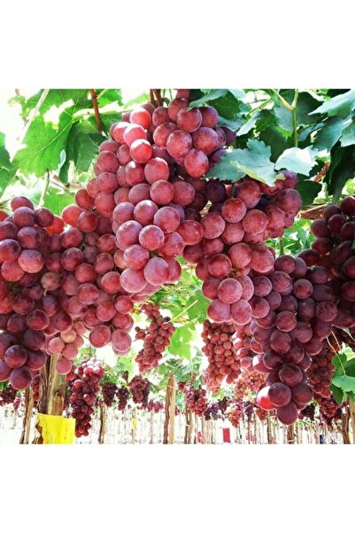 Genel Markalar AL ÜZÜM ( Red Globe ) Üzüm Fidanı 60-100 Cm Tüplü