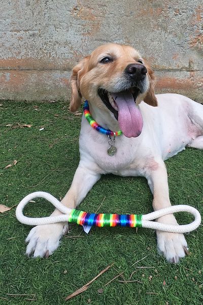 PETSWUU Hola Dog Toy