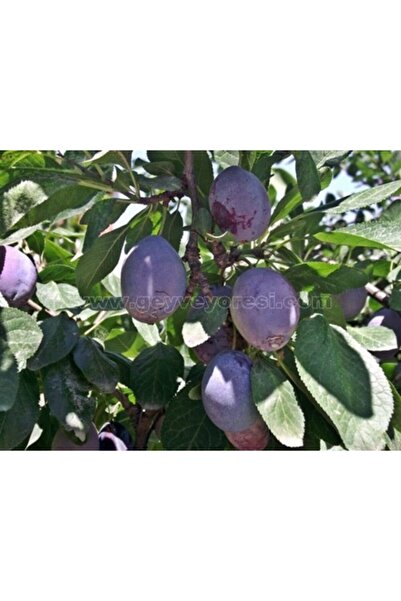 BURSATARIM Bardak Erik Fidanı ( Bardacık Eriği )