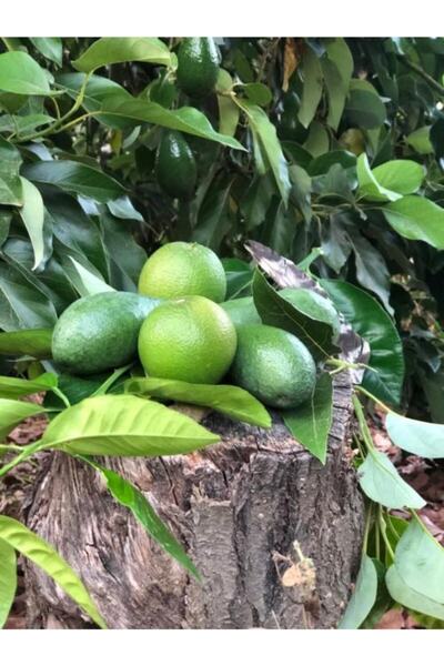 tropicaltat 1 Kg Greyfurt 1 Kg Avokado Paketi