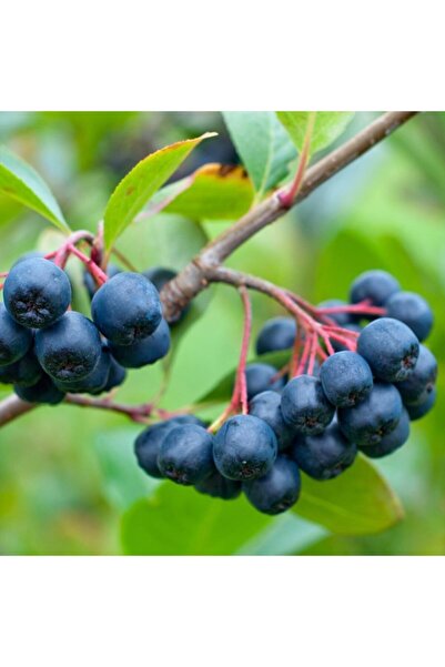 mutbirlik Tüplü Viking Aronya Bery Rus Yaban Mersini Fidanı