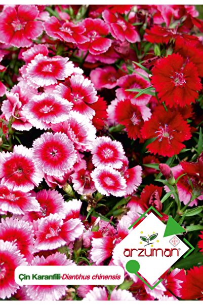 Arzuman Çin Karanfili (dianthus Chinensis) Çiçek Tohumu 100 Adet