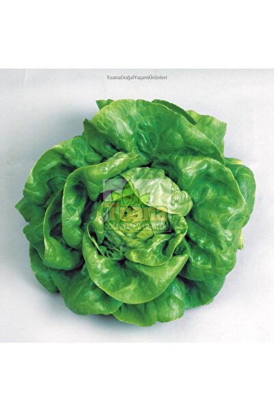 Arzuman Tohum Iri Kıvırcık Marul Tohumu 2500 Adet