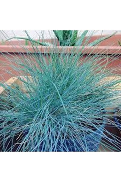 YAĞMUR BOTANİK Mavi Çim