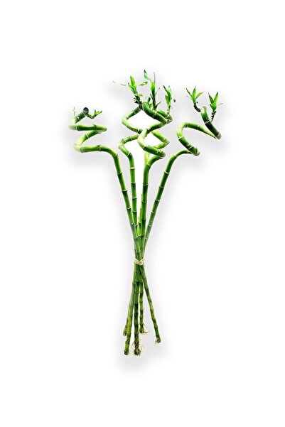 Fintarla Şans Bambusu Ithal Bambu Lucky Bamboo Büyük Boy 65 70 Cm 3 Adet