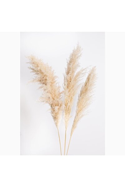 Pampas Grass