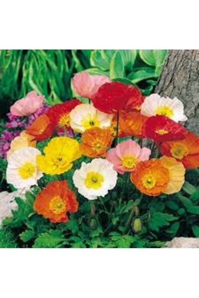 Köy Tohumları 250 Adet Tohum Nadir Bulunan Karışık Gelincik Kır Çiçeği Tohumu...