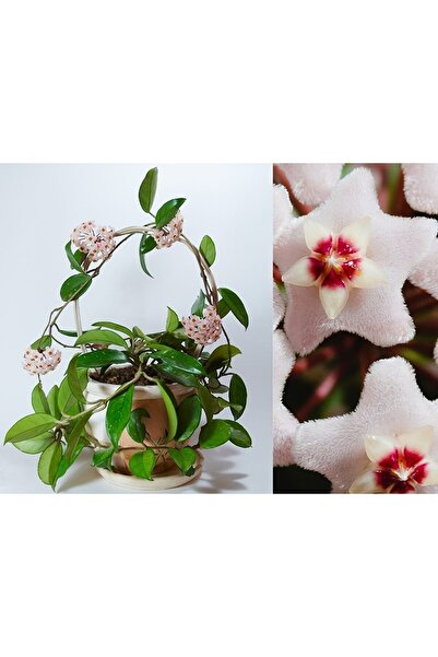 ŞİFAGIDA Mum Çiçeği Askılı Saksı Çift Köklü (çiçeksizdir)