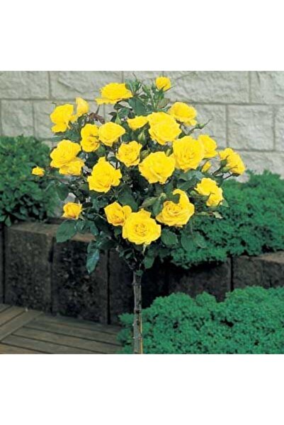 YAYLA TARIM 2 Adet Baston Gül Fidanı Sarı Renk Açık Kök 1,5 Yaşında....