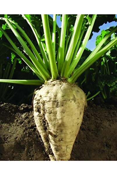 Doruk Yeni Mahsül Taze Şeker Pancarı 1 kg