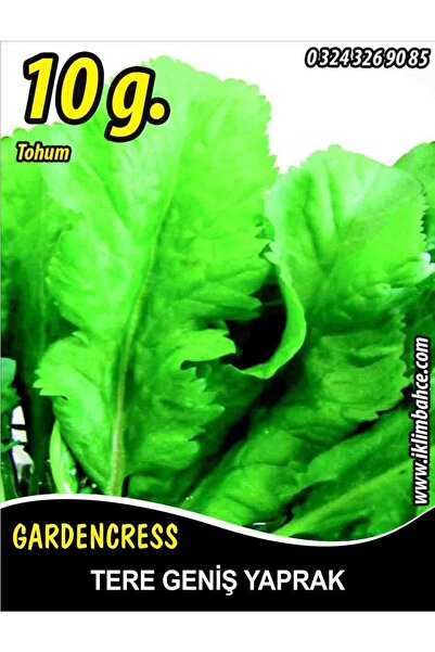 Tere Tohumu Toros Yeşili - 10 G (~ Takribi 2500 Tohum)