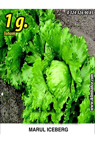 Marul Tohumu Iceberg - 1 G. (~ Takribi 550 Tohum)