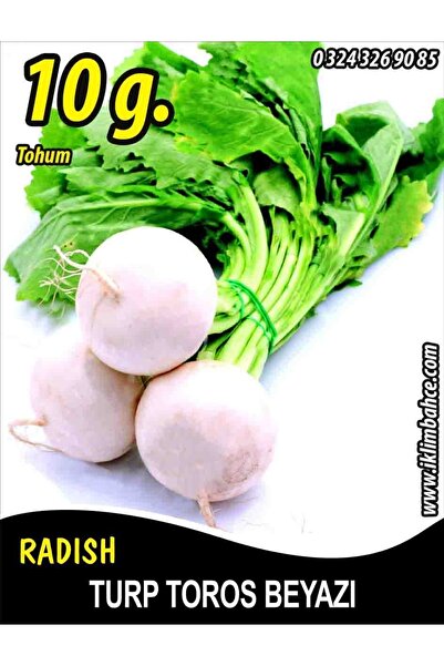 Turp Tohumu Toros Beyazı - 10 G (~ Takribi 600 Tohum)