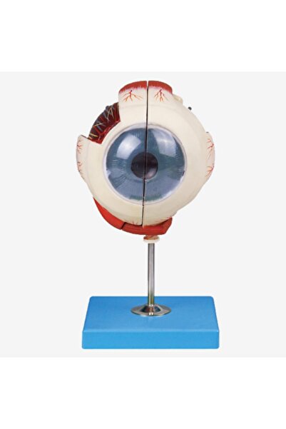 Medikal Market TR Göz Modeli - Göz Maketi - 5 Kat Büyütülmüş 2 Parçalı