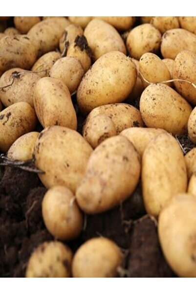 Organik Çiftçi Meşhur Yöresel Bolu'dan Organik Patates 10 Kg