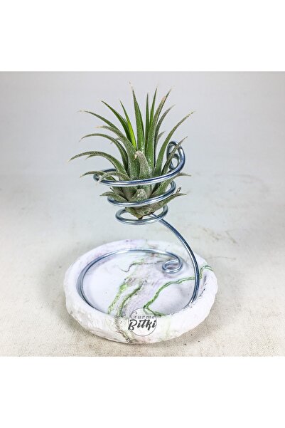 Gurme Bitki Tillandsia Ionantha Green (M) - El Yapımı Dekoratif Standı Ile Ha...