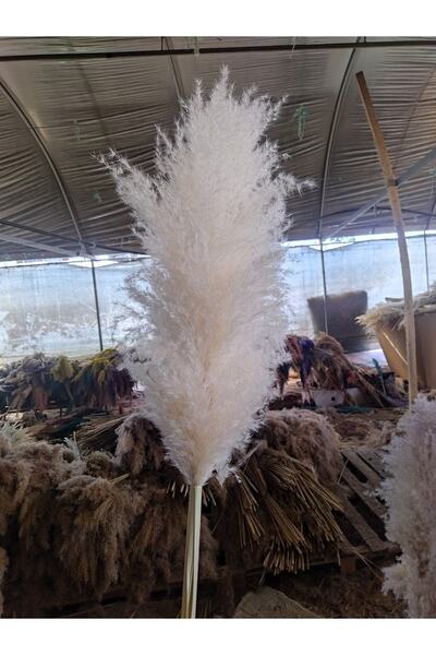 Pampas Ithal Masa Üzeri Vazoluk 70.80cm 5adet