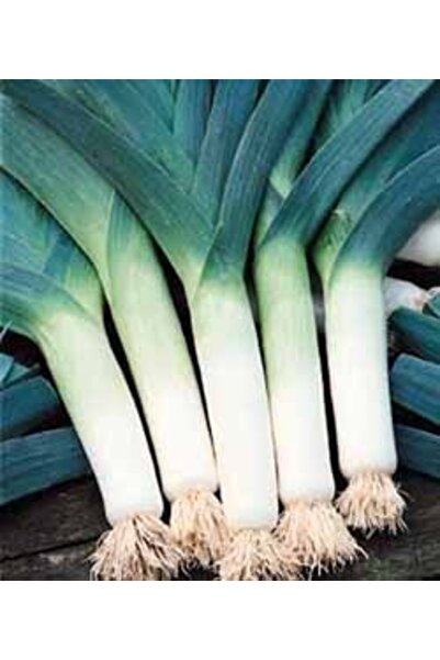 Tohum Dünyası 50 Adet Soğuklara Dayanıklı Geleneksel Pırasa Tohumu