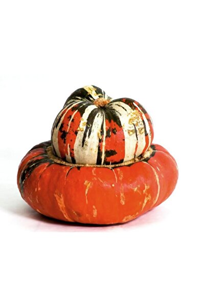 Tohum Dünyası 5 Adet Turk's Turban Kavuk Kabağı Tohumu