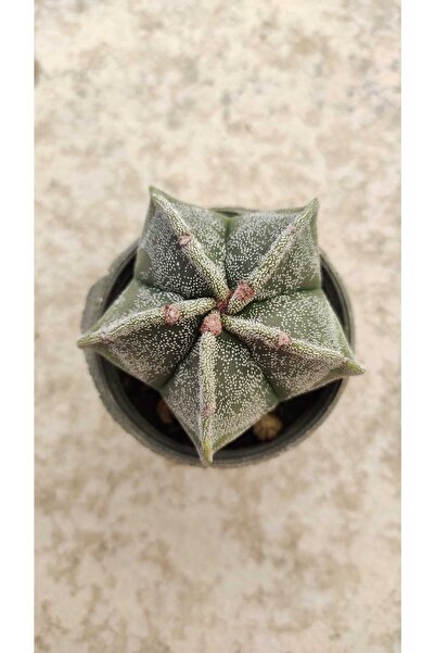 Genel Markalar Astrophytum Myriostigma Kaktüs Beyaz Benekli Nadir Bulunan Pap...