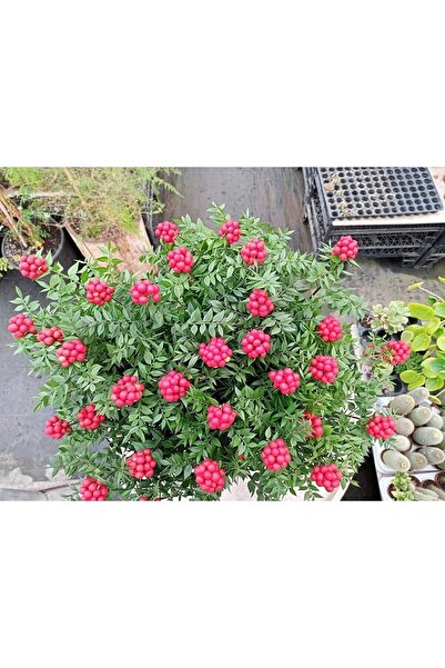 Ravza Çiçekçilik Canlı Yılbaşı Çiçeği Şans Bitkisi Kokina ( 2 Demet 12 Dal ) ( 40 - 50 Cm Büyüklüğünde )