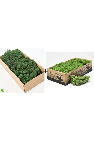 trendbahce Reindeer Moss Forest Green-dark Green 2'li Set Şoklanmış Ithal Nor...