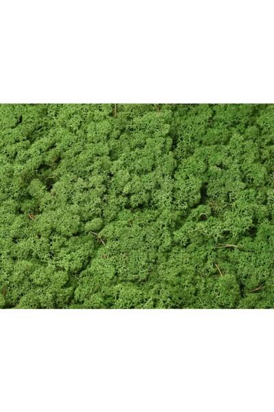 TREND Forest Green Şoklanmış Reindermoss Teraryum Yosunu 50 Gr