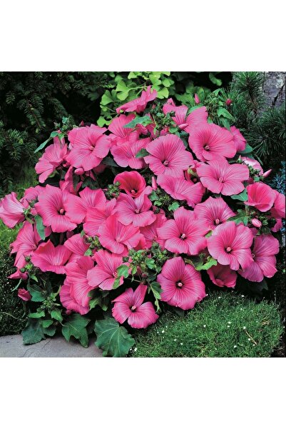 Tohum Dünyası 50 Adet Pembe Çiçekli Pamuk Çiçeği Tohumu