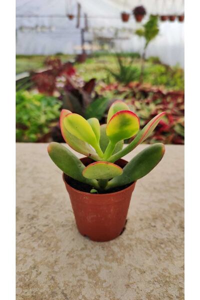 Genel Markalar Crassula Ovata Hummels Sunset Sukulent ( Para Ağacı Geniş Yapr...