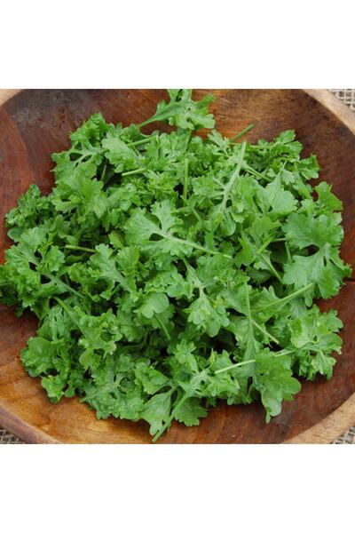 Tohum Dünyası 500 Adet Kıvırcık Yapraklı Tere Tohumu