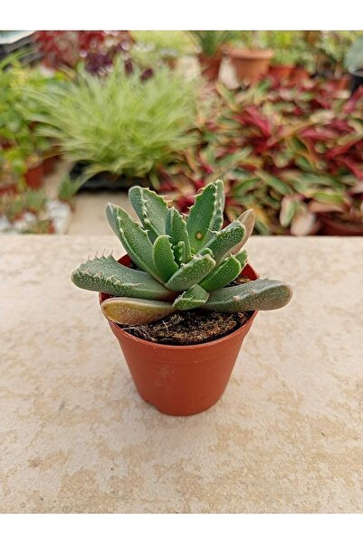 Genel Markalar Faucaria Tigrina ( Kaplan Çenesi ) Kaktüs Çiçek Açan Cins ( 5,...